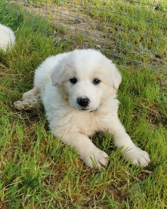 Orsacchiotti cuccioli in adozione