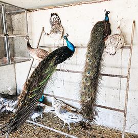 Pavoni nigripennis adulti