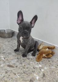 Bulldog blu bringee con occhi verdi