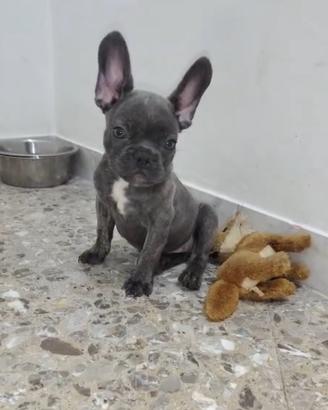 Bulldog blu bringee con occhi verdi