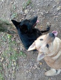 Cuccioli di lupo cecoslovacco mix pastore belga