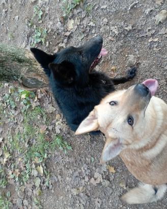 Cuccioli di lupo cecoslovacco mix pastore belga