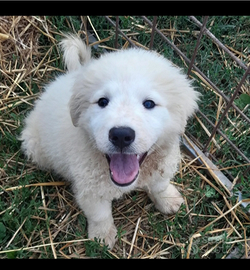 Cucciolo pastore maremmano