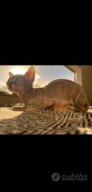Gatto Sphynx elf gatto nodo