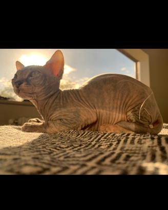 Gatto Sphynx elf gatto nodo