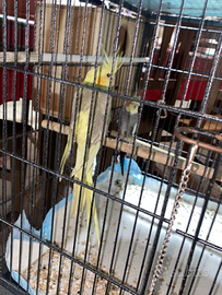 Pappagallo calopsite