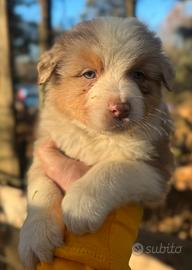 Cuccioli pastore australiano