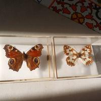 farfalle vere da collezione
