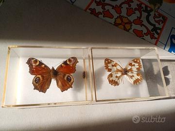 farfalle vere da collezione
