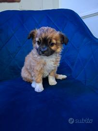 Chihuahua a pelo lungo