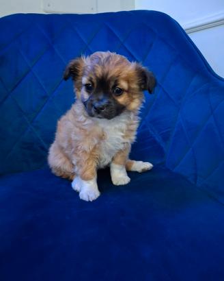 Chihuahua a pelo lungo