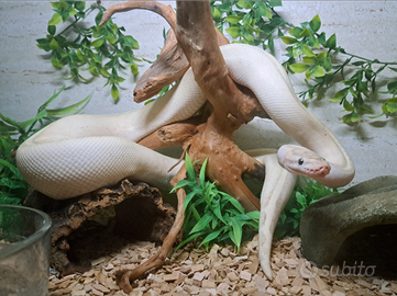 Pitone reale PUMA x riproduzione + teca completa