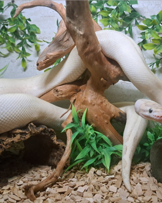 Pitone reale PUMA x riproduzione + teca completa