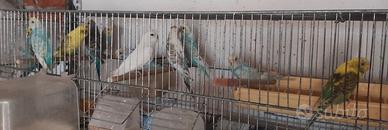 Cocorite Maschi e Femmine Bollengo Ivrea