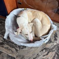 Cane meticcio di 11 mesi - Aron