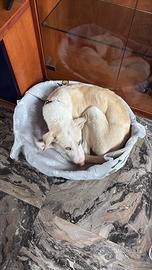 Cane meticcio di 11 mesi - Aron