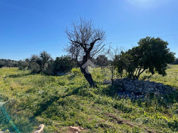 TER. AGRICOLO A POLIGNANO A MARE