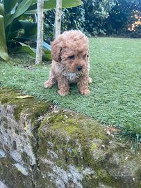 Barboncini Toy Red/Albicocca Intenso