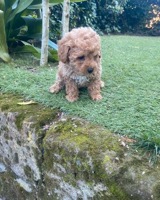 Barboncini Toy Red/Albicocca Intenso