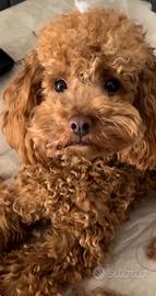 Barboncino Toy per accoppiamento