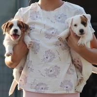 Jack russell terrier cuccioli pedigree