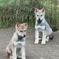 Cuccioli di cane lupo cecoslovacco di razza