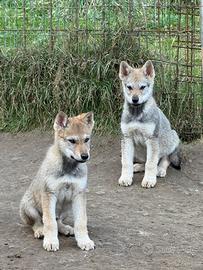 Cuccioli di cane lupo cecoslovacco di razza