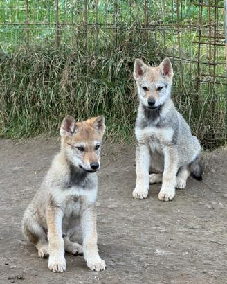 Cuccioli di cane lupo cecoslovacco di razza