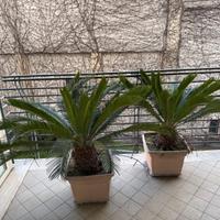 Cycas revoluta (Chicas) grandi - 2 o singola