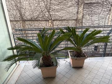Cycas revoluta (Chicas) grandi - 2 o singola