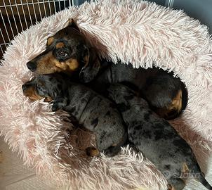 Bassotto arlecchino maschio