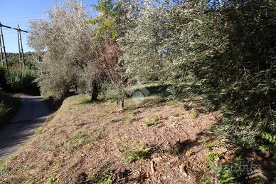 TER. AGRICOLO A MONTOPOLI DI SABINA