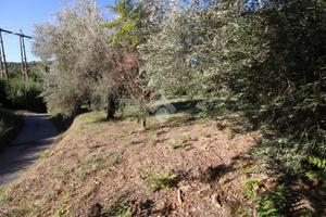 TER. AGRICOLO A MONTOPOLI DI SABINA