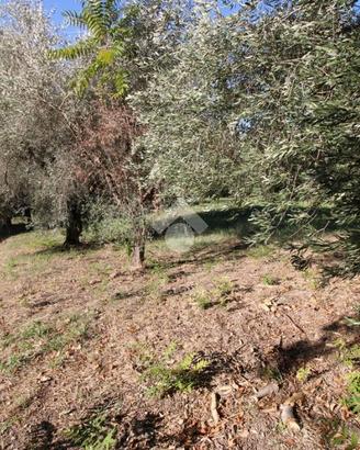 TER. AGRICOLO A MONTOPOLI DI SABINA