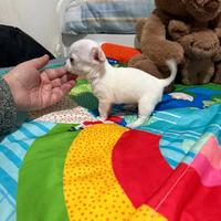 Chihuahua mini toy