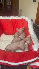 Uno sphynx per natale