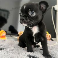 Chihuahua nero lucido maschio