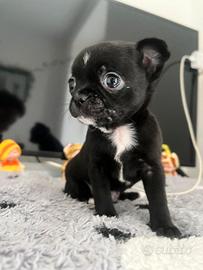 Chihuahua nero lucido maschio