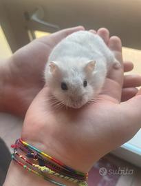 Criceto maschio bianco