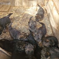 Cuccioli pastore tedesco