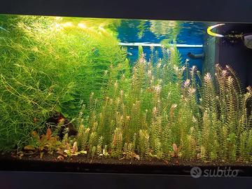 Piante acquario