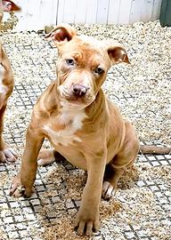 Silver merle pitbull