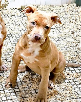 Silver merle pitbull