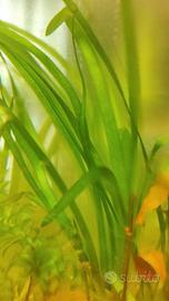 Pianta per acquario Vallisneria