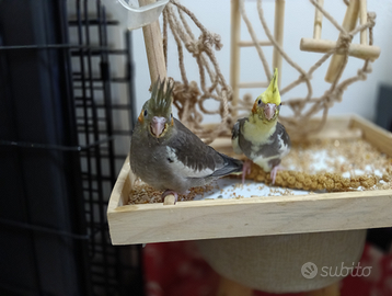 Calopsiti allevati a mano