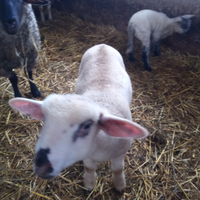 Agnello Suffolk x francese