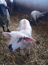 Agnello Suffolk x francese