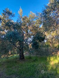 Terreno agricolo ad oliveto centenario