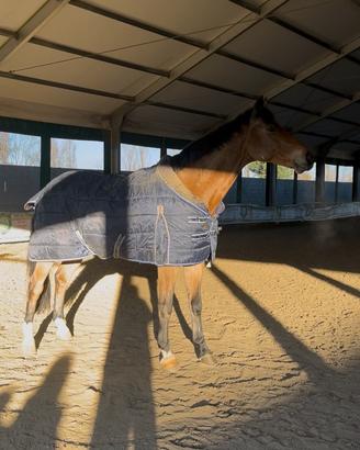 Cavallo italiano