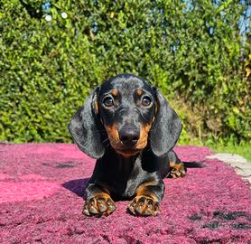 Cucciolo bassotto tedesco